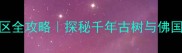 衢州必去根宫佛国景区全攻略探秘千年古树与佛国奇观的沉浸式打卡指南